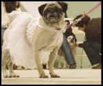 Pugtober